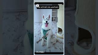 Siberian Husky puppy girl ichmags fürdich foryou love ytshort ytviral ytgood dogs [upl. by Rolfston]