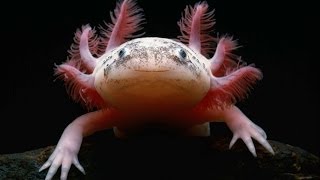 Axolotl Documentary [upl. by Aimej]