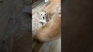 Cocker spaniel puppy barking 🐶🥰 cute dog doglife pets shorts viral [upl. by Laynad]