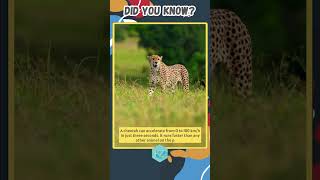 Cheetah Accelerates from 0 to 100 kmh in 3 seconds  Amazing Facts  KZ Learning animalslover [upl. by Je]