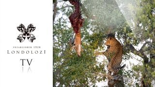 Leopard Cub Drops Hoisted Kill  Londolozi TV [upl. by Sheaff]