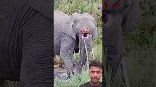 Hathi ke sud ke pas hol😱😢 elephant amazingfacts weirdnature animals wildlife [upl. by Fernandez]