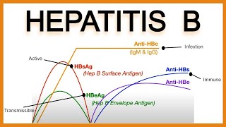 Hepatitis B SerologyInterpretation [upl. by Holland248]