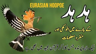 Hudhud Bird  Status Info and Facts About Eurasian Hoopoe Bird in Pakistan  Wildlife of Pakistan [upl. by Nylzzaj610]