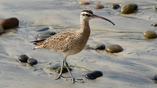 Whimbrel Bird on Vacation [upl. by Breanne]