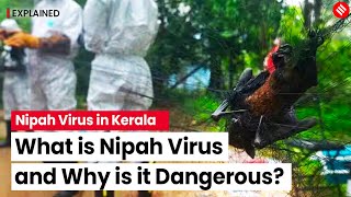 Nipah Virus What Is It and Why Is It Dangerous  Nipah Virus Symptoms  Explained [upl. by Sinnaiy]