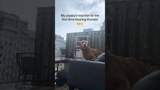 This puppy’s first time hearing thunder is hilarious 😂 [upl. by Lleder]