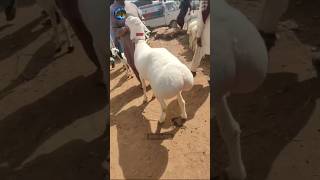 Beautiful dumba ✡ fat tailed sheep↔دنبہ [upl. by Nichol]