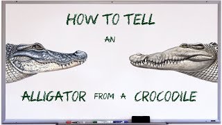 How to tell an alligator from a crocodile [upl. by Lewie]