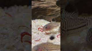 Corydoras catfish really enjoy bloodworms [upl. by Merrick]