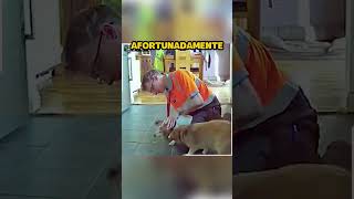 Perro se Asfixia con Comida shorts [upl. by Weslee]