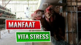 HARUS TAHU  MANFAAT VITA STRESS UNTUK AYAM PETELUR [upl. by Annaeel]