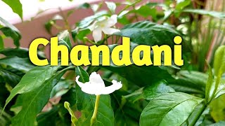 How to grow and care Chandni plant  Tabernaemontana divaricata  Crape Jasmine [upl. by Borroff]