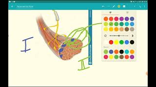 Neurofisiologia  lezione 13 il movimento parte I lunità motoria [upl. by Fiona594]