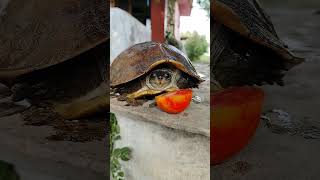 ஆமை tortoise 🐢 tamil music love tamilsong shorts [upl. by Ezechiel]