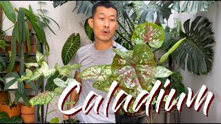 Caladium Care Tips and Propagation  WITH UPDATES [upl. by Burgwell]