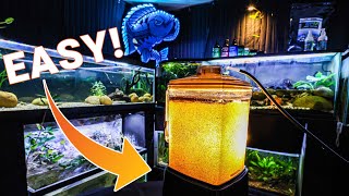 Hatching Baby Brine Shrimp is EASIER Than You Think [upl. by Ahsirpac371]