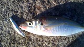 ZIpBaits ZBL Minnow 90S SR Κοκκάλι [upl. by Sherwood]