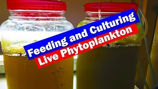 How to Culture Phytoplankton  feeding live food to your saltwater reef aquarium [upl. by Bramwell236]