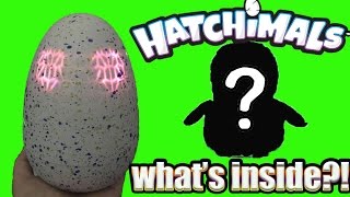 Who Will I Hatch HATCHIMALS Unboxing Whats Inside [upl. by Anneehs57]