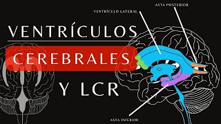 Anatomía del Sistema Ventricular y Líquido Cefalorraquídeo Circulación LCR ¡Explicación Sencilla [upl. by Lubeck591]