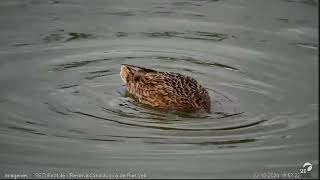 Ánades Webcam laguna Riet Vell seobirdlife [upl. by Johst722]