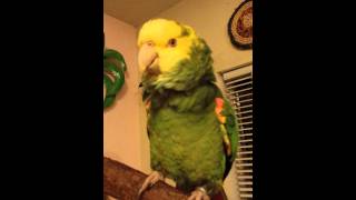 Lola the Parrot Singing Stranger in Paradise [upl. by Saxen]