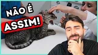 Se Um Veterinário Usar ISSO Com Seu Gato NUNCA MAIS Volte Nele [upl. by Moretta382]