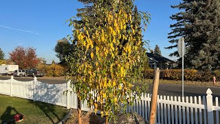 Spring snow flowering crabapple tree mid fall update [upl. by Nuriel]