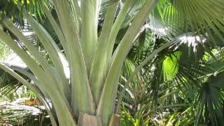 One of Cubas Rarest Palms  Copernicia fallaensis [upl. by Elacim649]