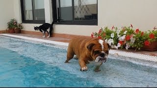 English Bulldog Really wants to swim [upl. by Anesuza]