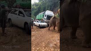 A big elephant was called to rescue the car stuck in the swamp 😱 shortvideo [upl. by Una471]