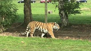 Woburn Drivethrough Wildlife Safari UK [upl. by Sirret]