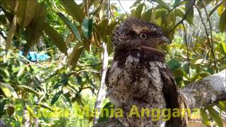 Burung Aneh amp Langka Frogmouth Bird  Burung Paruh Katak [upl. by Ynneb95]