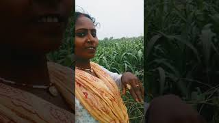 Nadiya ke Piche bhojpuri song [upl. by Uos641]