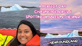 Spotting Whales and Icebergs in Western Newfoundland [upl. by Diena]