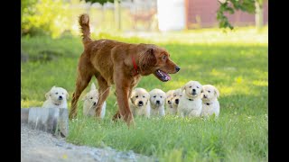 Gentle Nine Month Old Dark Red Golden Retriever Toys With 6 Week Old Puppies [upl. by Hornstein]