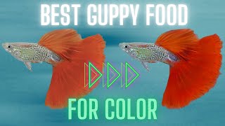 Guppy Fish Care  How Can I Enhance My Guppy Color 11 Easy Tips [upl. by Jurdi]