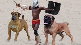 10 Most Powerful Mastiff Dog Breeds [upl. by Aihsinat]