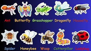 Insects name  Learn Insects Name in English  kids educational video [upl. by Aibonez331]