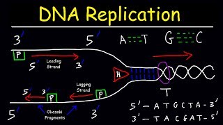 DNA Replication  Leading Strand vs Lagging Strand amp Okazaki Fragments [upl. by Eisned]