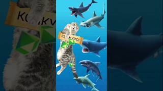 live event hungrysharkevolution [upl. by Jordon]