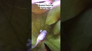 Cory Catfish Laying Eggs corycatfish catfish corydoras aquarium [upl. by Gustafsson]