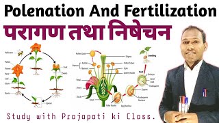 परागण तथा निषेचन  Pollination and Fertilization  types of pollination biology  botany [upl. by Eenel355]