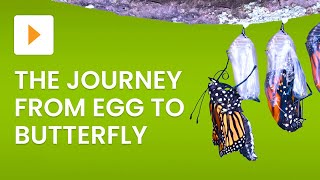 The Life Cycle of a Butterfly  Science for Kids [upl. by Idak821]