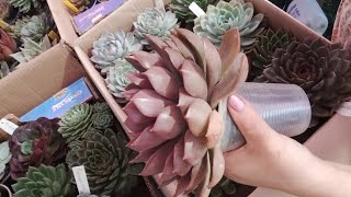 Arrumando AGAVOIDES para a mudança  mais explicações succulents [upl. by Ja]