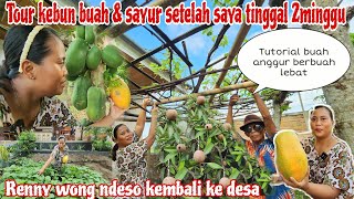 RENNY WONG NDESO KEMBALI KE KEBUN‼️Tutorial anggur berbuah LEBAT  PANEN BUAH SETELAH LIBURAN [upl. by Dickinson253]