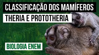 CLASSIFICAÇÃO DOS MAMÍFEROS Theria e Prototheria  Biologia para o Enem  Cláudia de Souza Aguiar [upl. by Ycnaffit334]