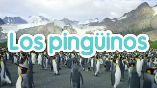 Los Pingüinos para niños en Español con vídeos [upl. by Enyalb]