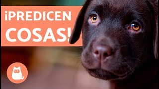 10 cosas que LOS PERROS PREDICEN [upl. by Atkinson432]